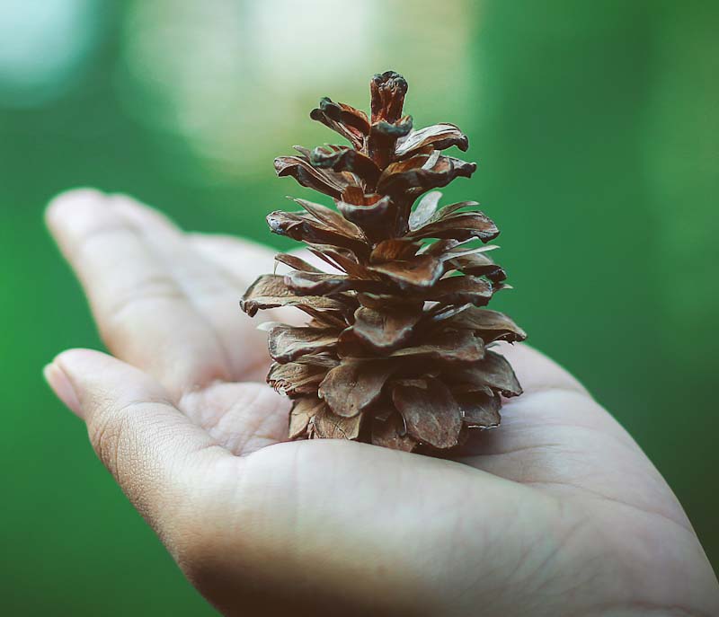 Benefits | Homeopathy